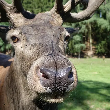 Apartamento Ehrentaler Gbr