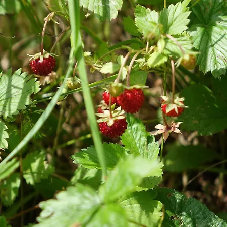 Апартаменты Ehrentaler Gbr