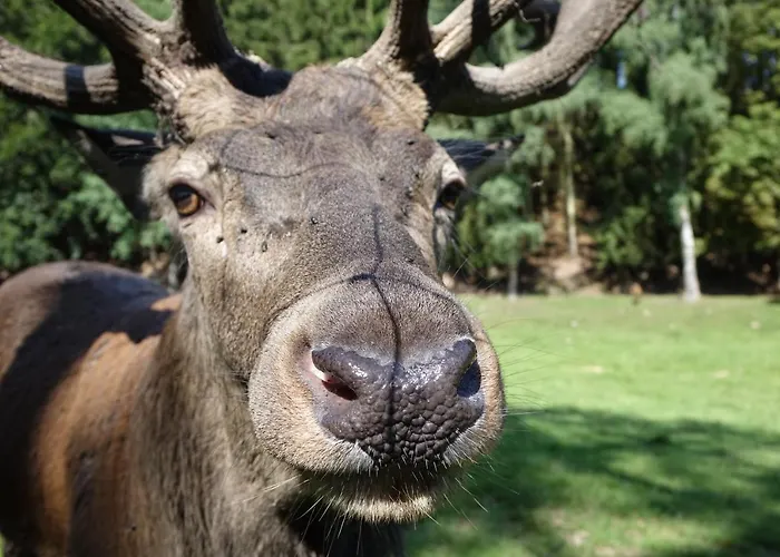 Апартаменты Ehrentaler Gbr