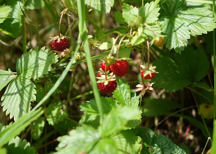 Appartement Ehrentaler Gbr